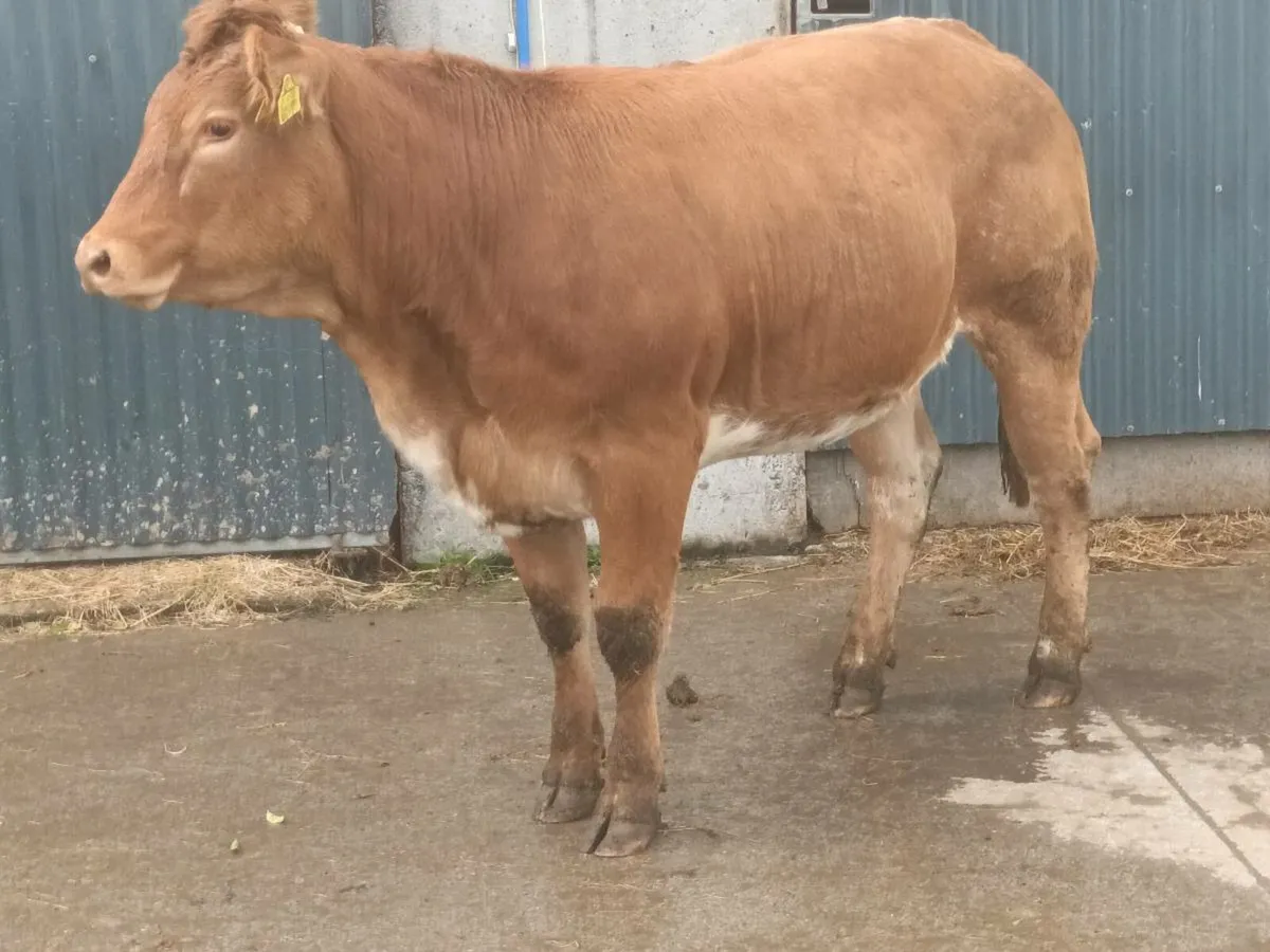 1 Super 5 🌟 Red Roan   Heifer for sale - Image 2