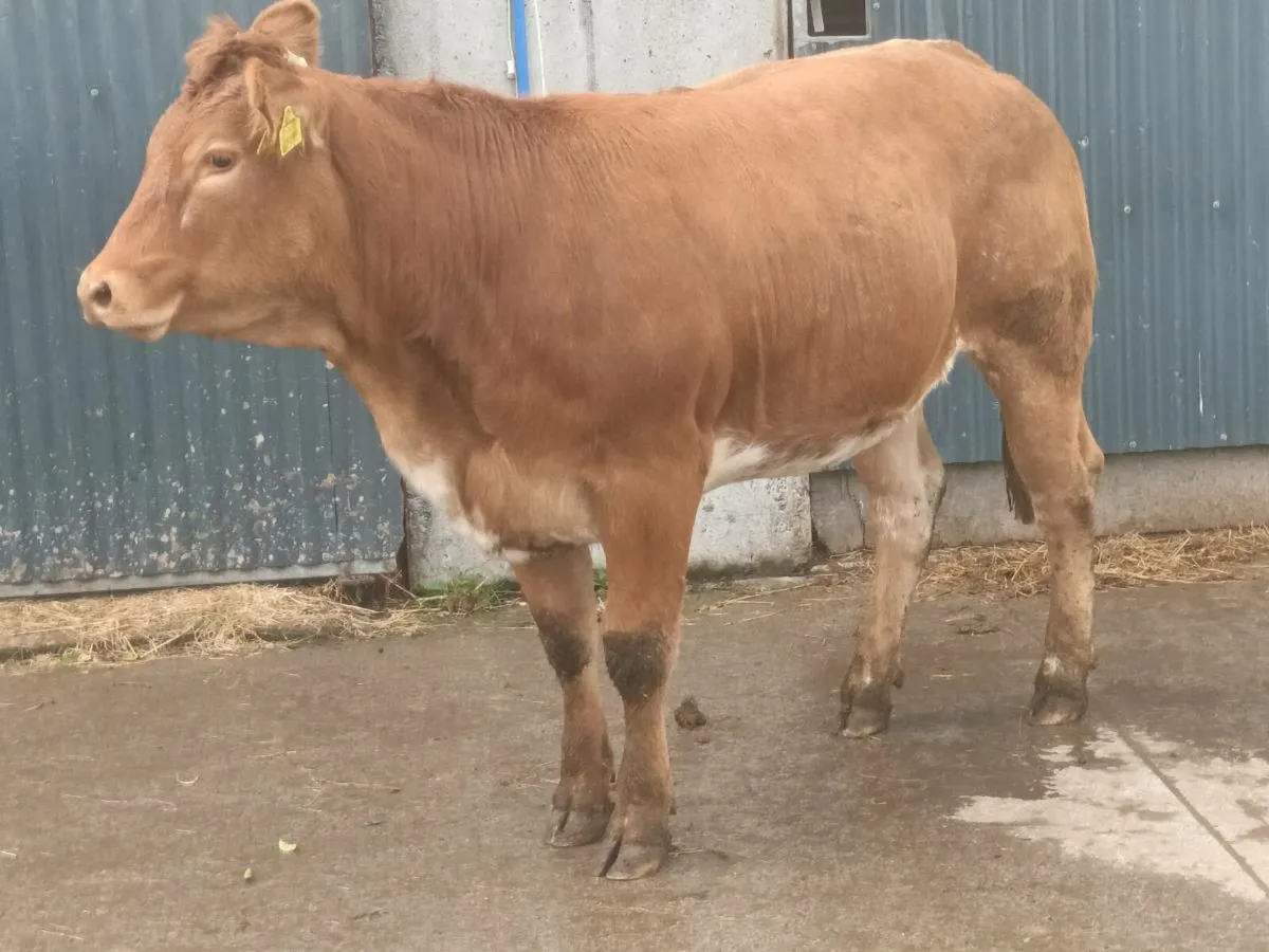 1 Super 5 🌟 Red Roan   Heifer for sale - Image 3