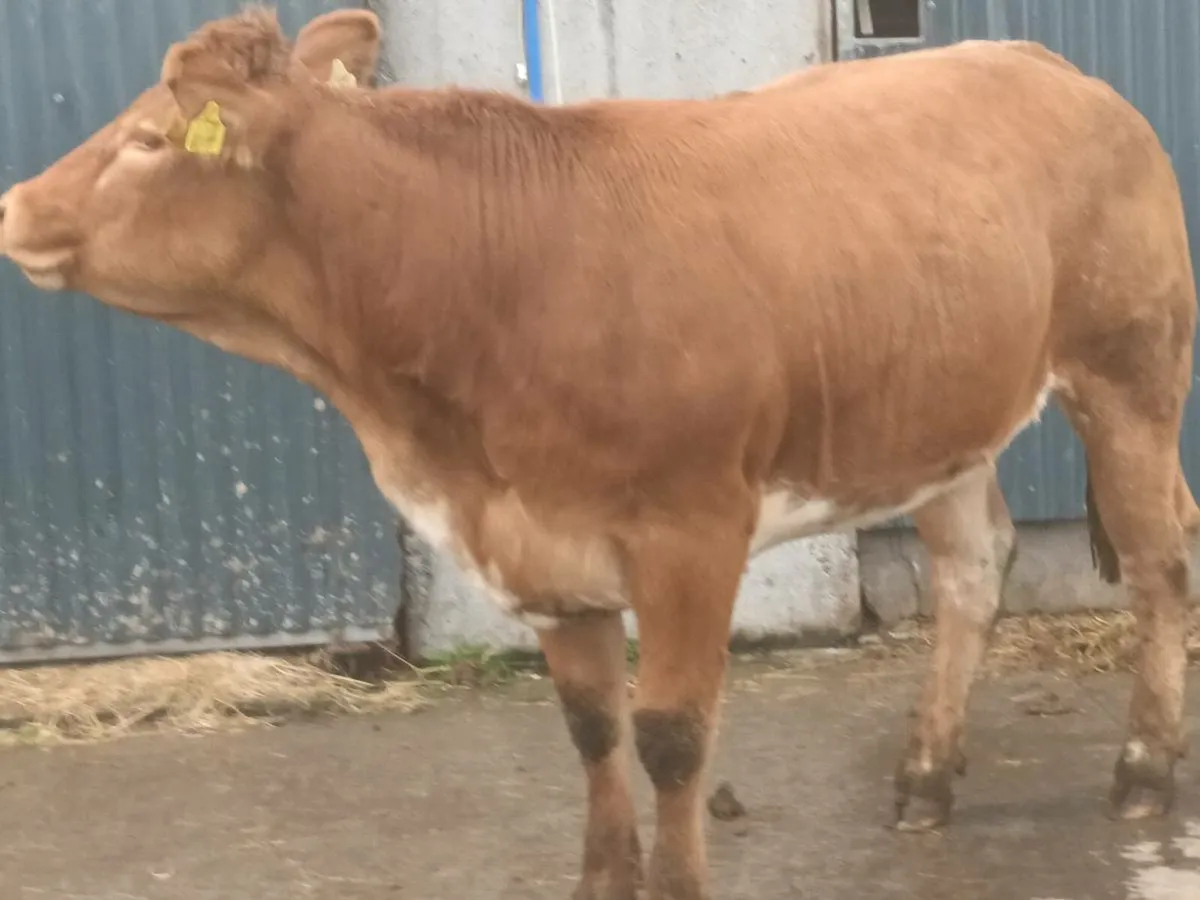 1 Super 5 🌟 Red Roan   Heifer for sale - Image 4