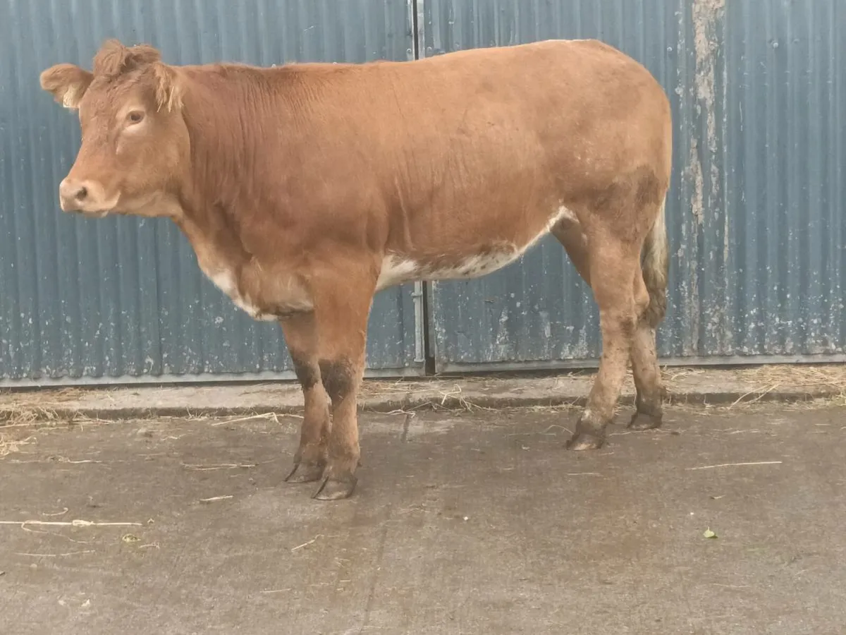 1 Super 5 🌟 Red Roan   Heifer for sale - Image 1