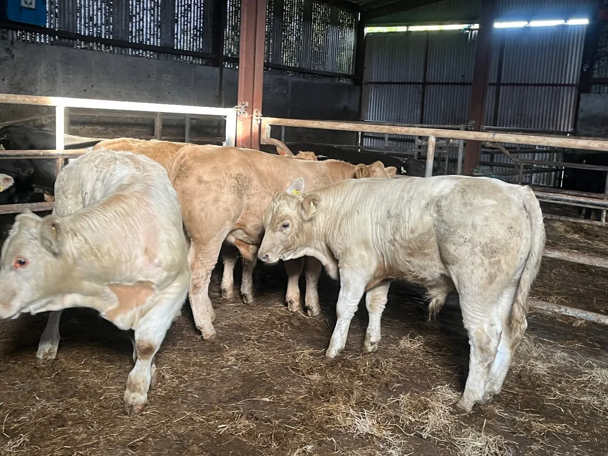 6 super 350kg Charlaois bullocks - Image 2