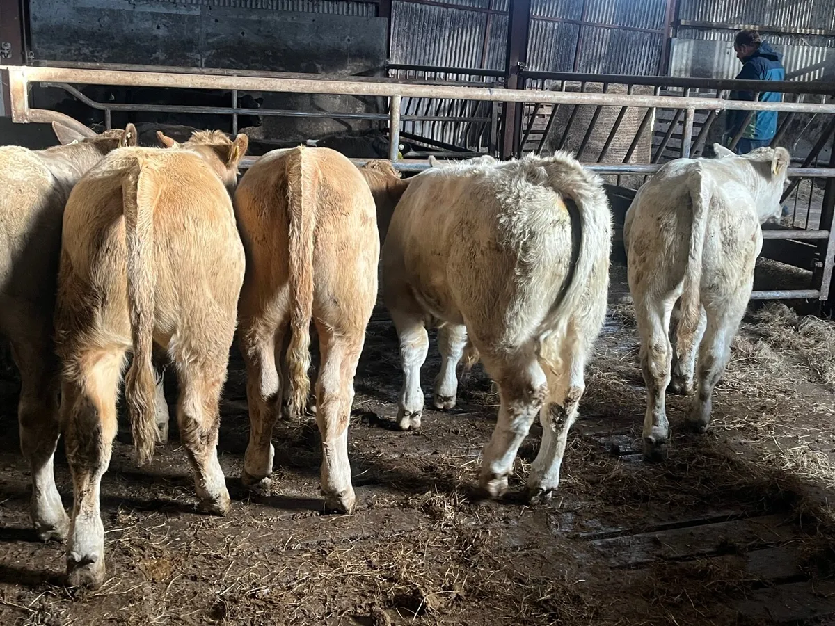 6 super 350kg Charlaois bullocks - Image 3
