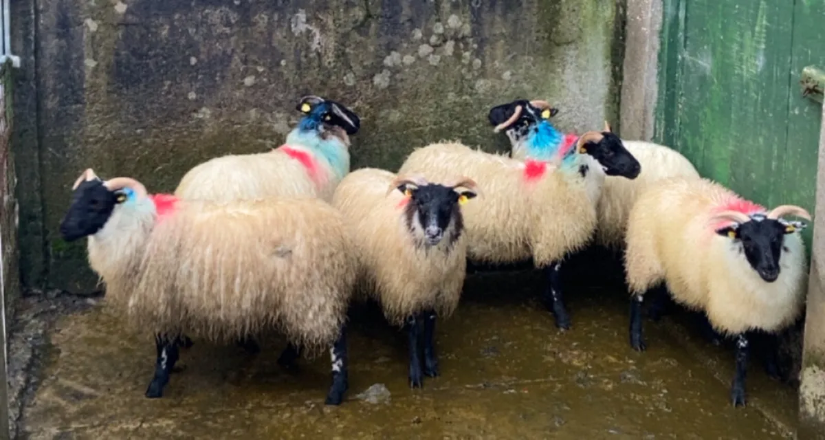 Lanark X mayo ewe lambs - Image 1