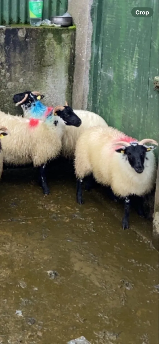 Lanark X mayo ewe lambs - Image 2