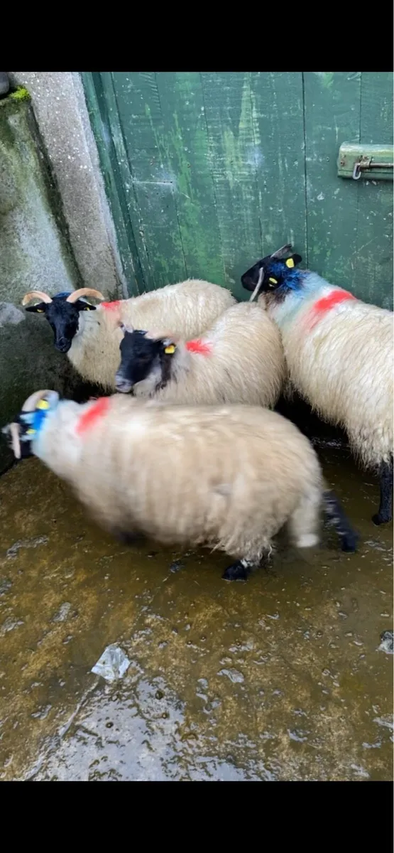 Lanark X mayo ewe lambs - Image 3
