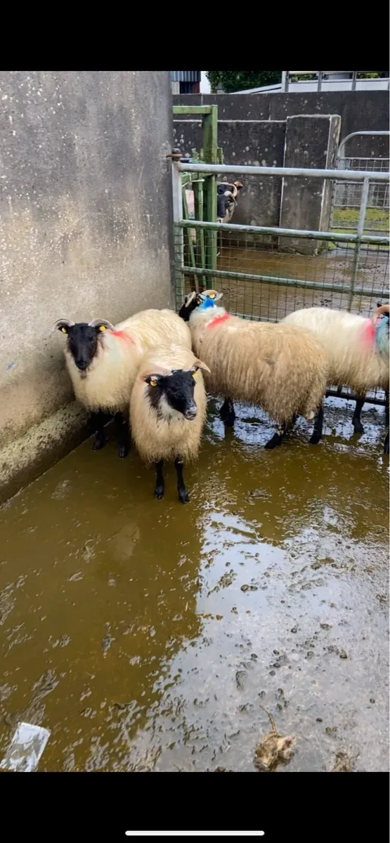 Lanark X mayo ewe lambs - Image 4
