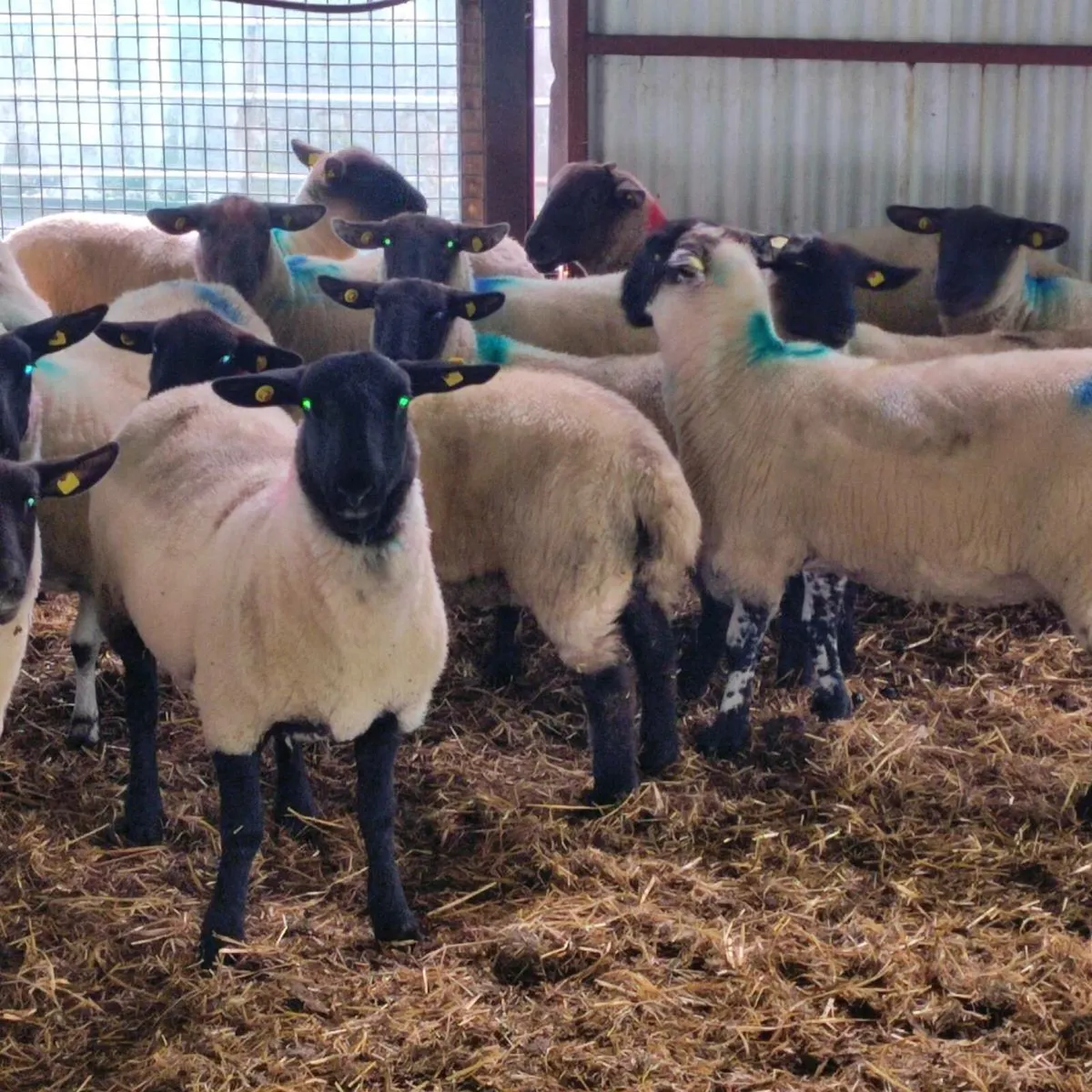 30 organic Suffolk hoggots - Image 1