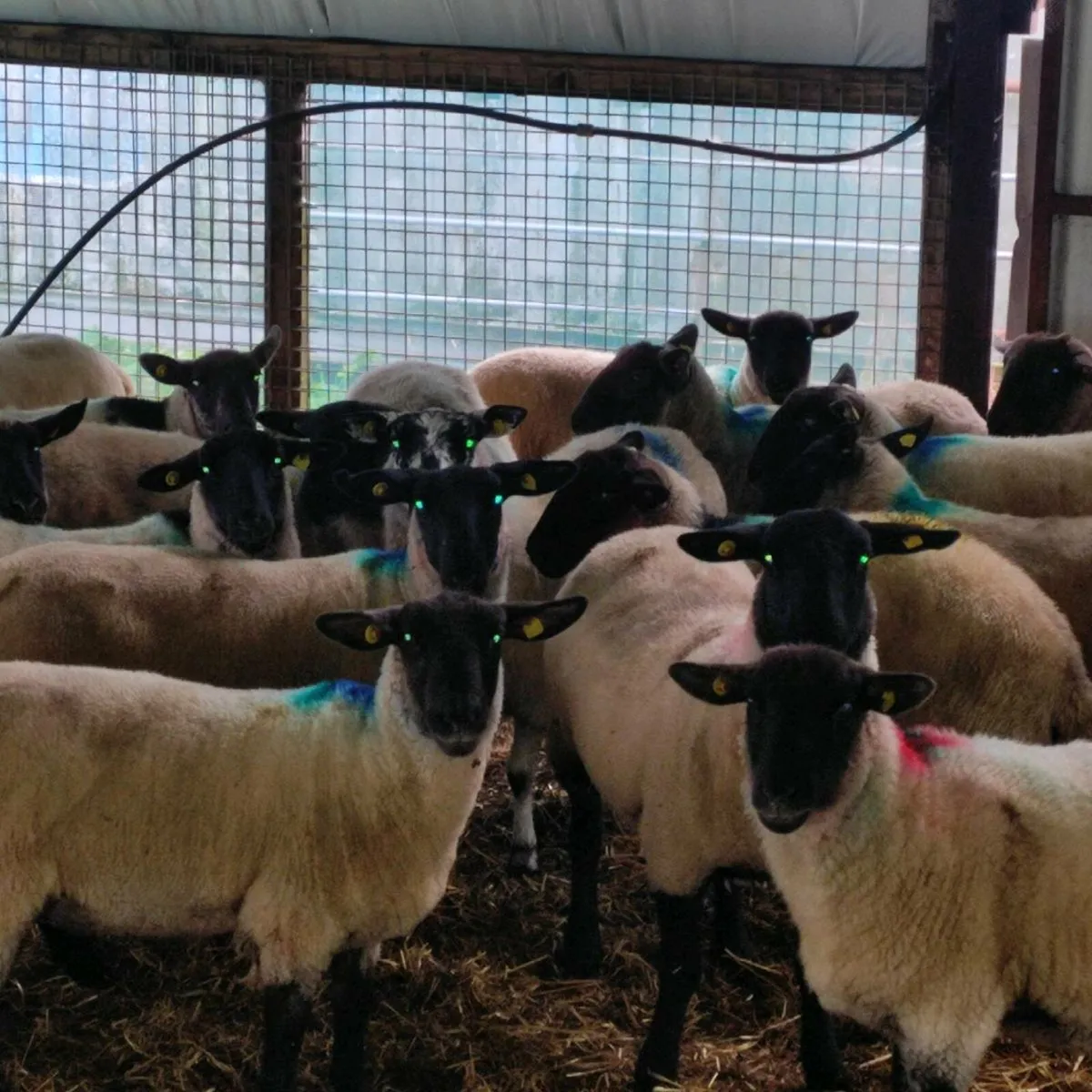 30 organic Suffolk hoggots - Image 2
