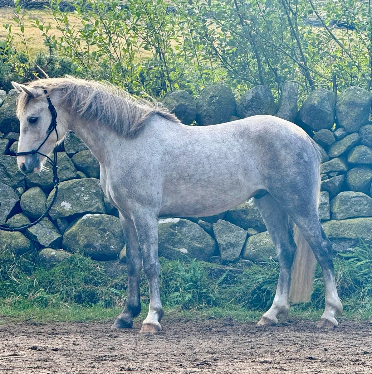 147cm Connemara N/N - Image 3