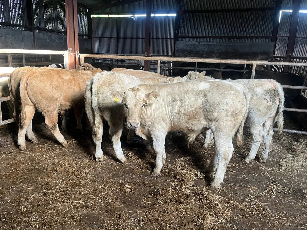 6 super 350kg Charlaois bullocks - Image 1