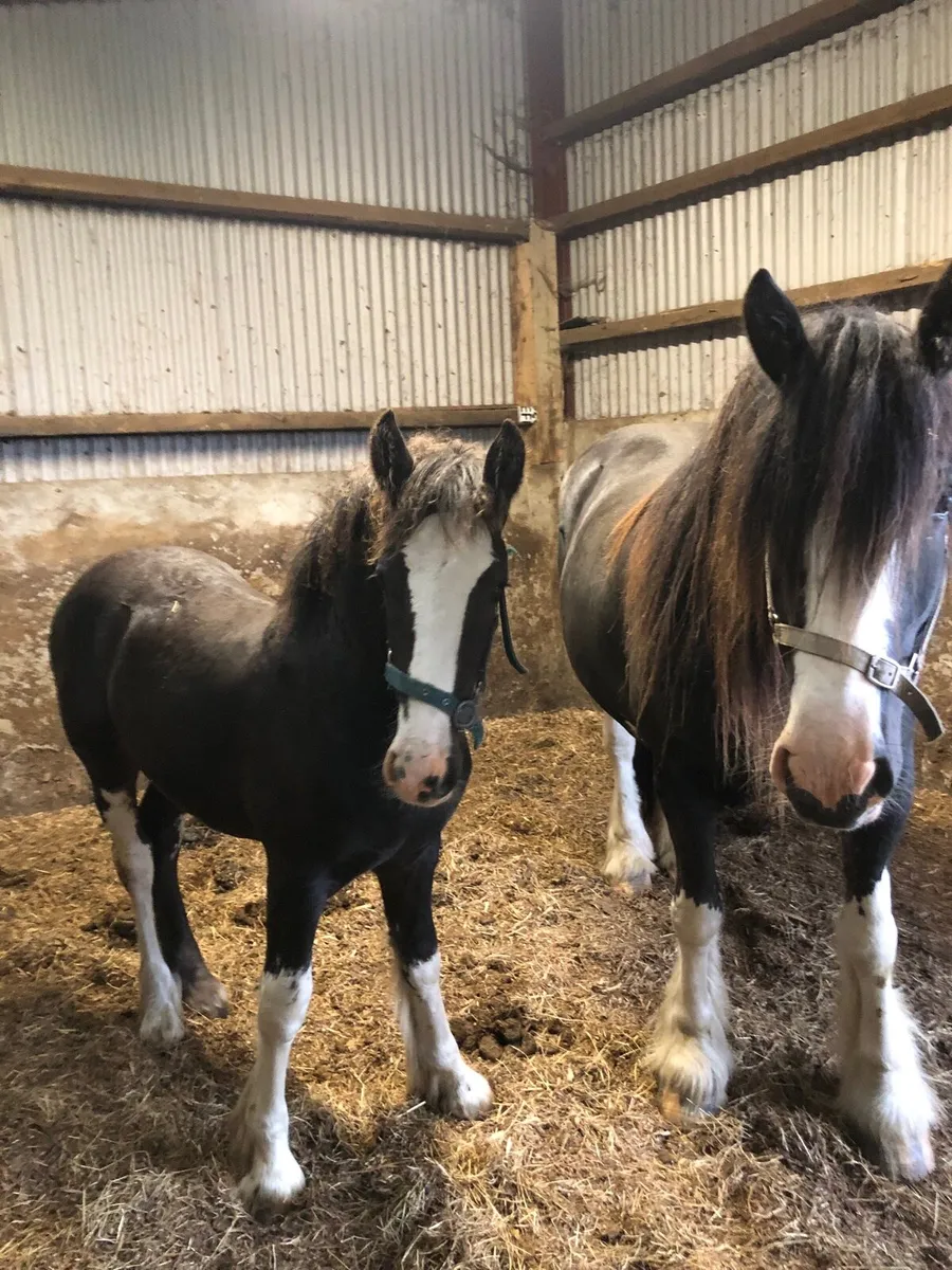 2 x Clydesdale Filly Foals & a 2-year-old Dun Colt - Image 2