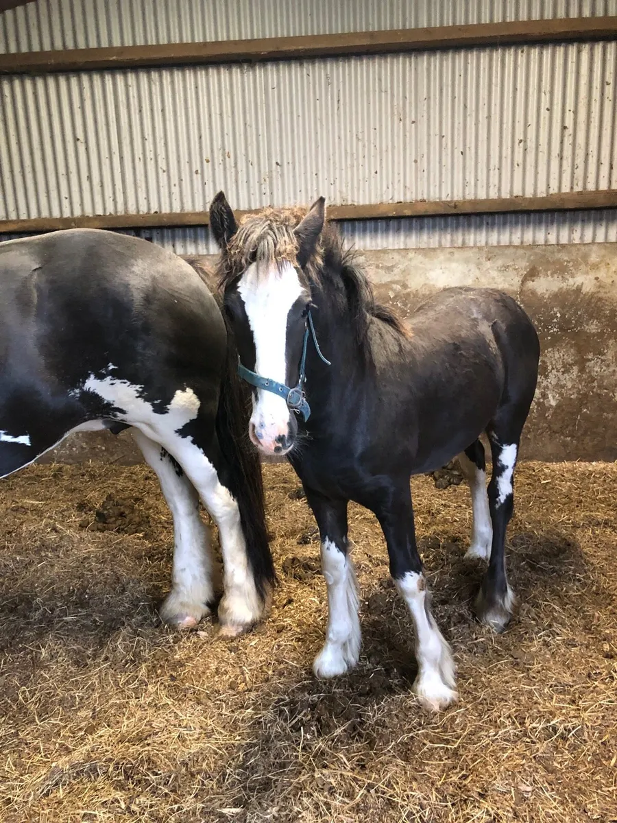 2 x Clydesdale Filly Foals & a 2-year-old Dun Colt - Image 3