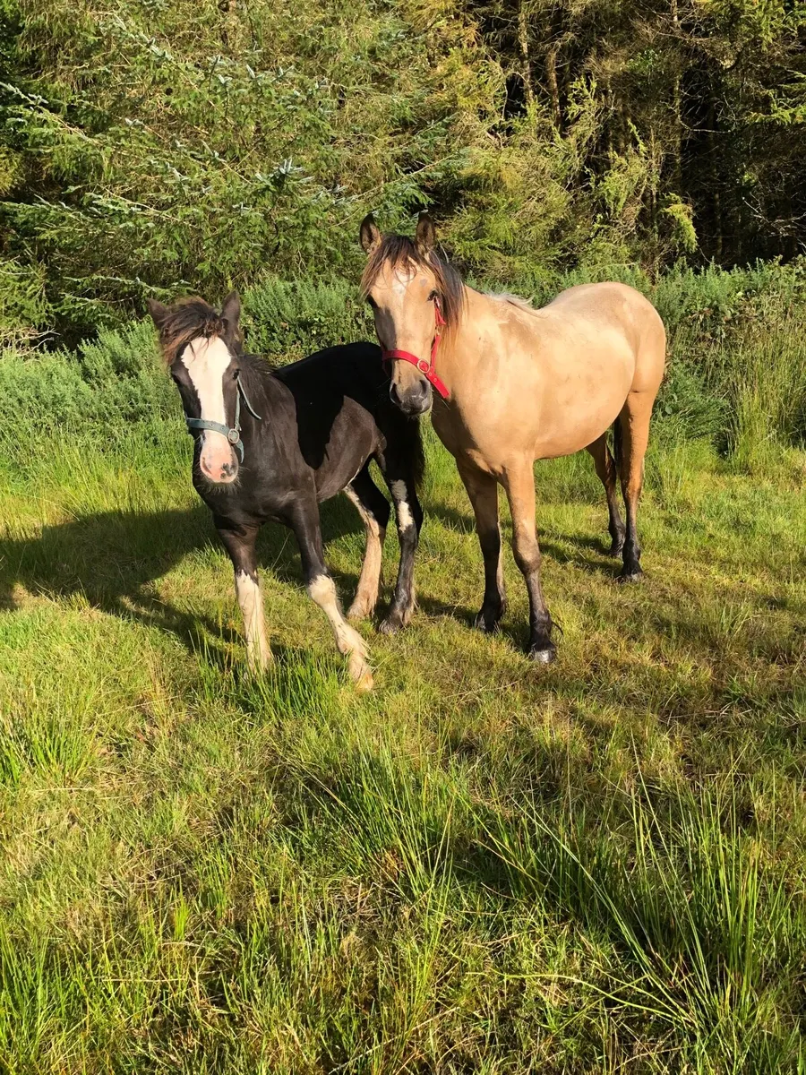 2 x Clydesdale Filly Foals & a 2-year-old Dun Colt - Image 4