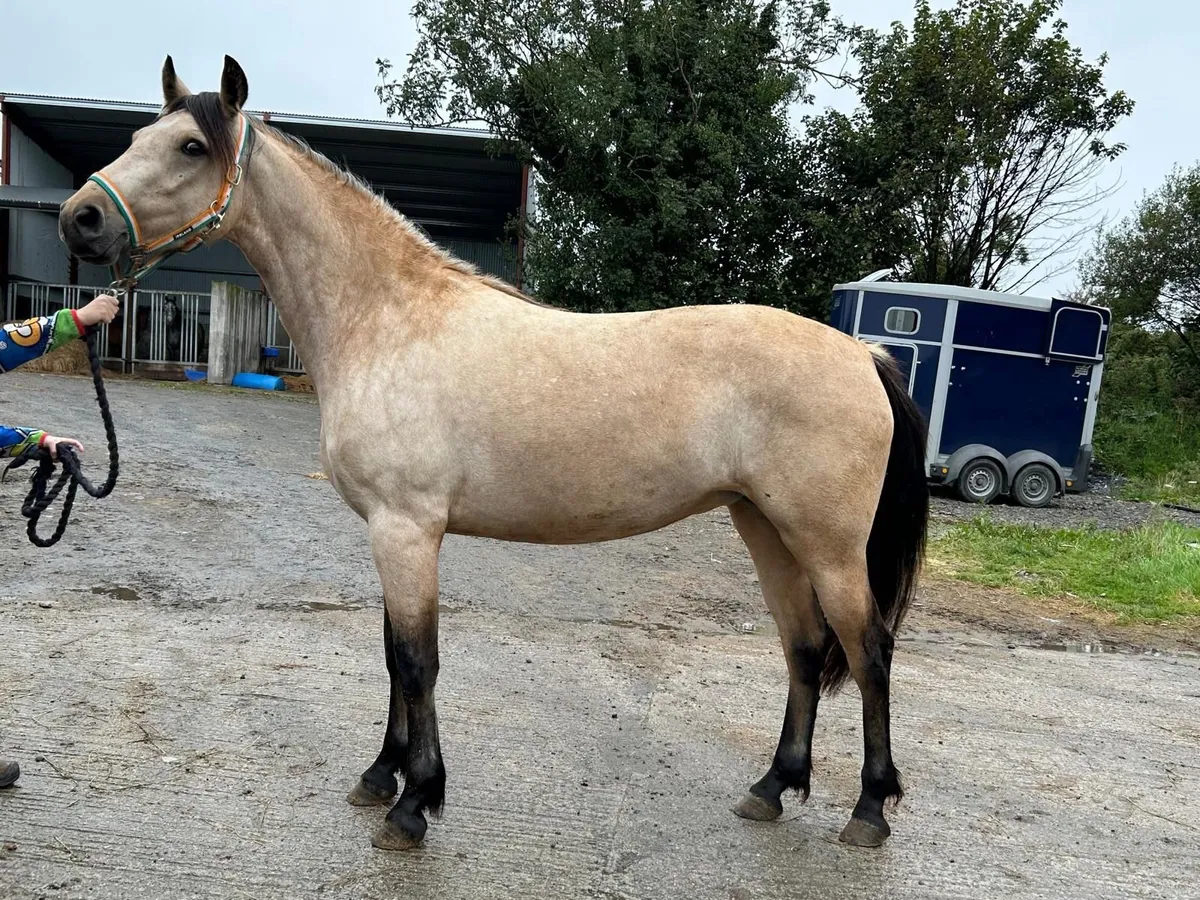 Dun Connemara Filly for sale - Image 4