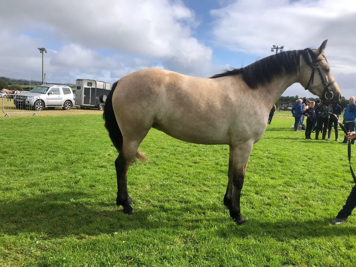 Dun Connemara Filly for sale - Image 1