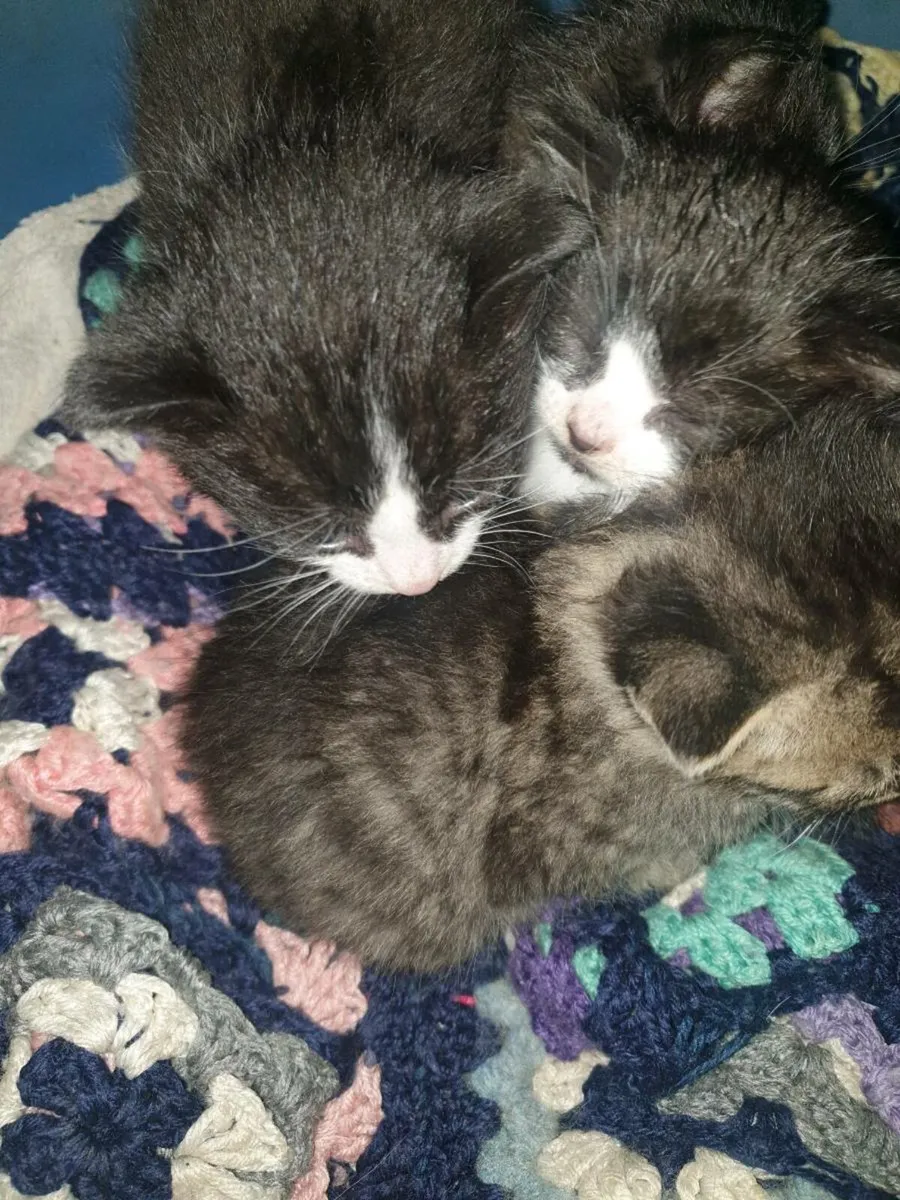 4 kittens - Image 1
