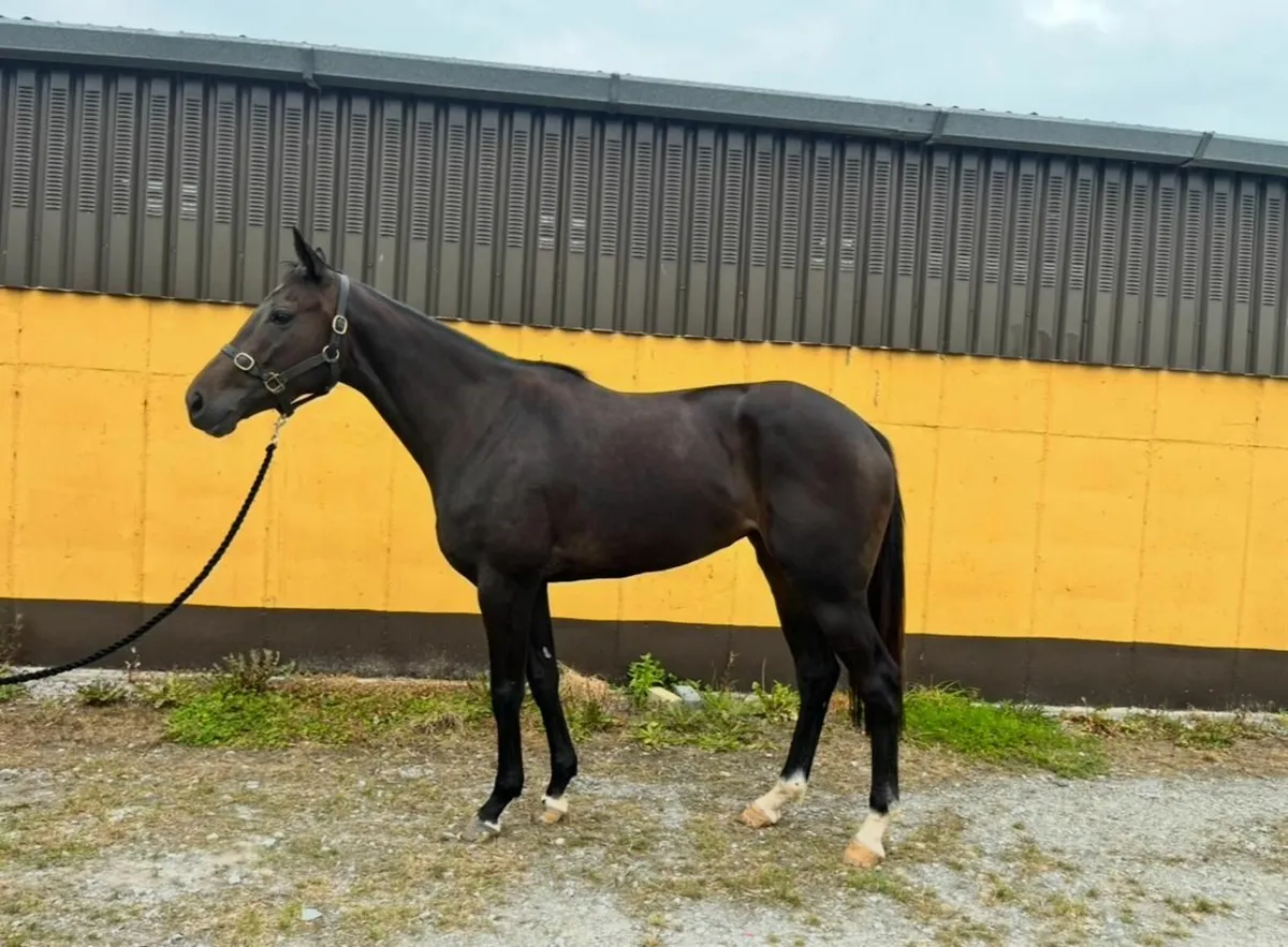Horse - Image 1