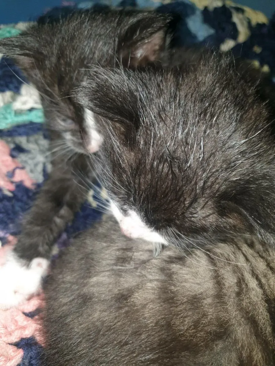4 kittens - Image 2