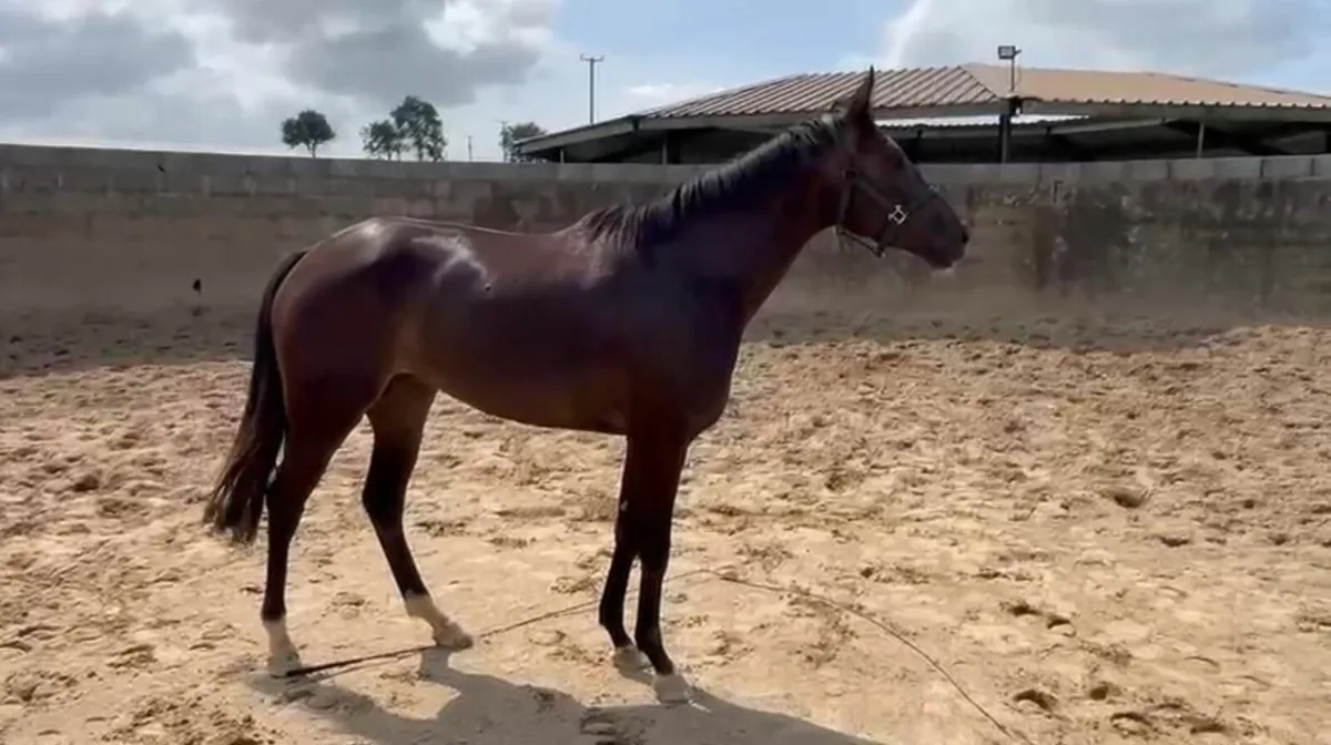 Horse - Image 3