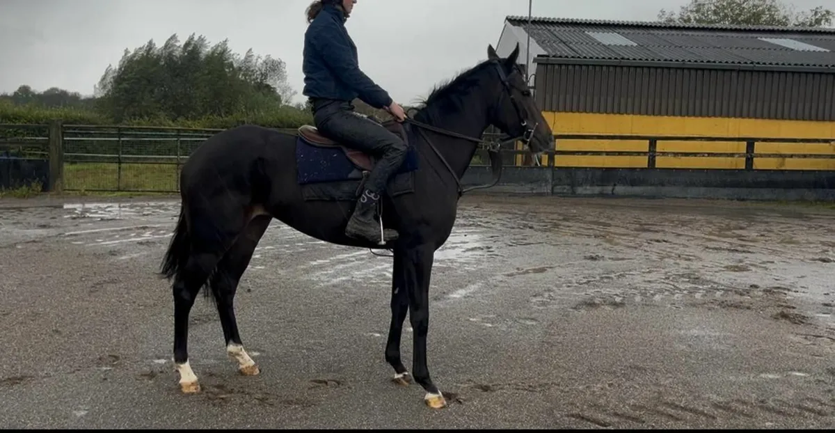 Horse - Image 4