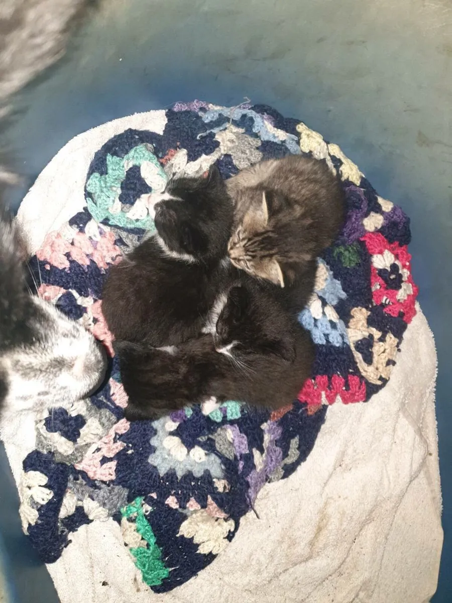 4 kittens - Image 3