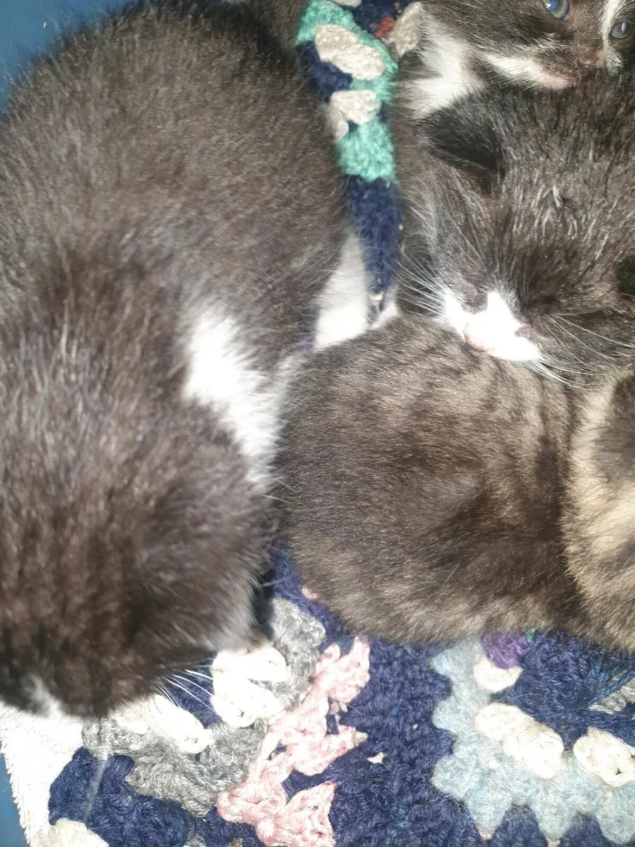 4 kittens - Image 4