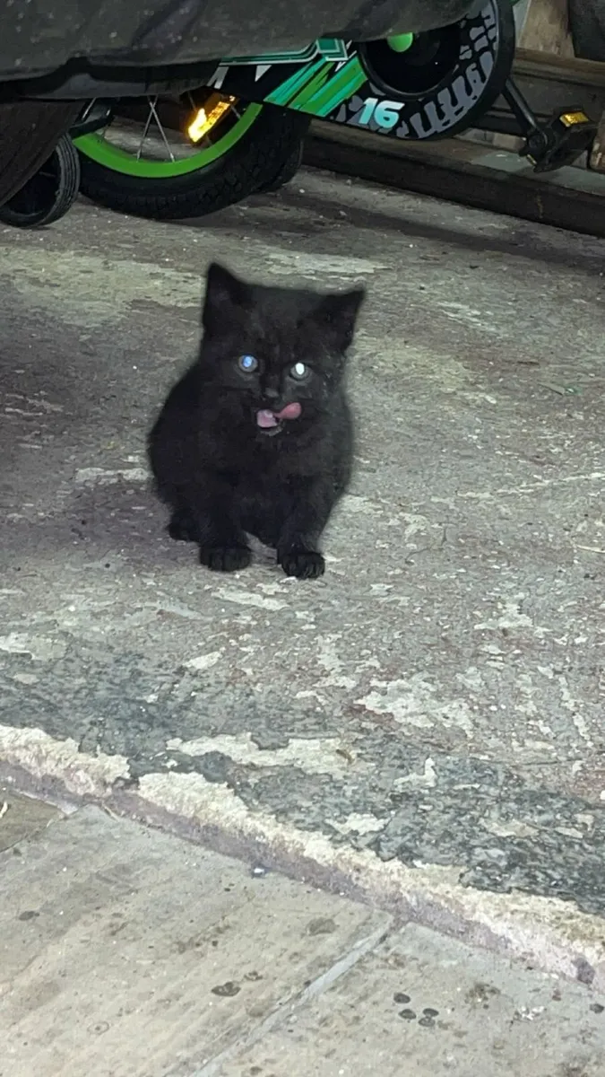 Cats - Image 4