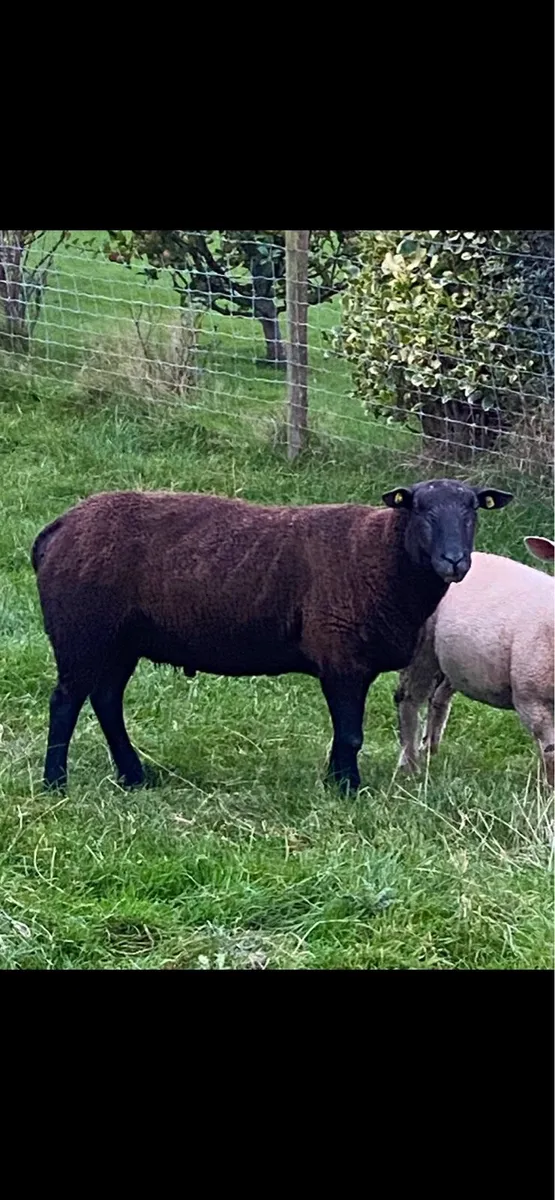 Spotted Dutch hogget ram