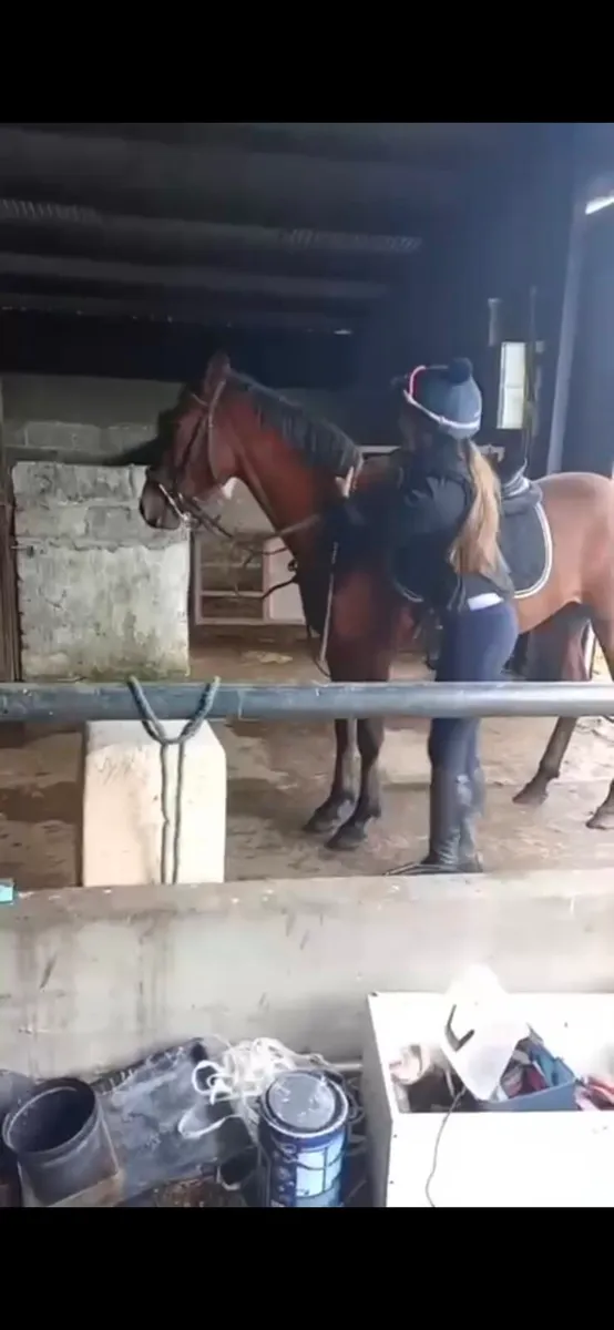Horse - Image 1