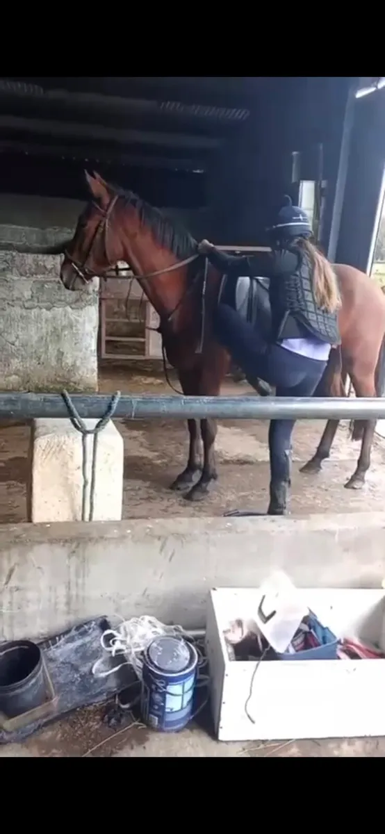 Horse - Image 2