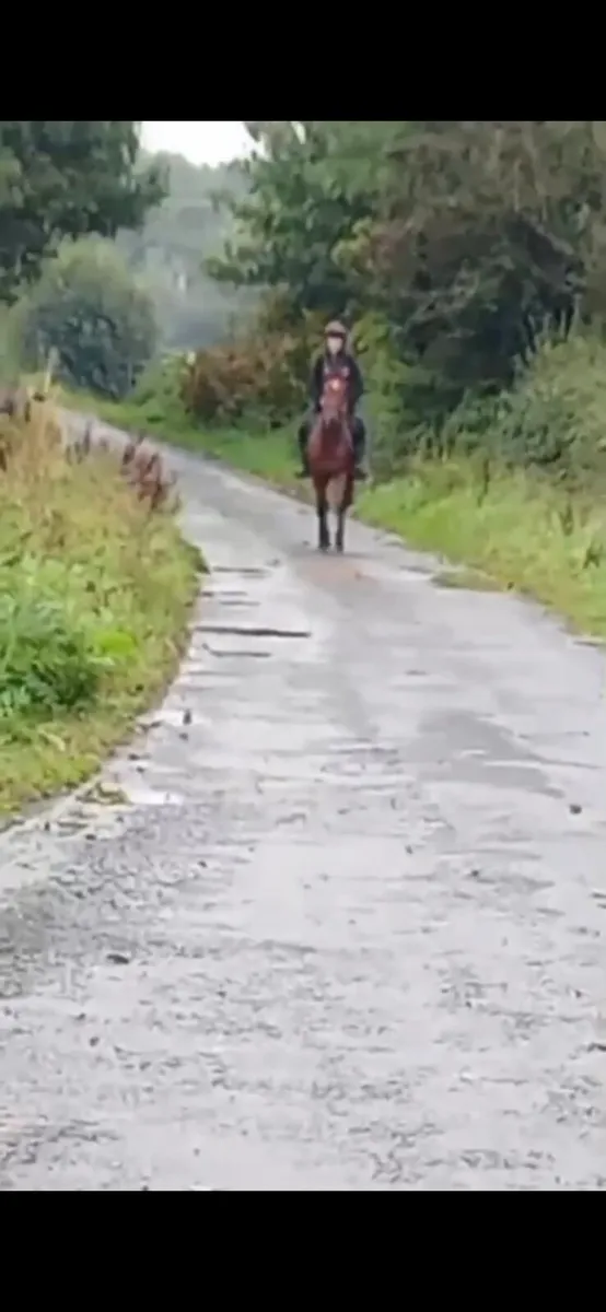 Horse - Image 3
