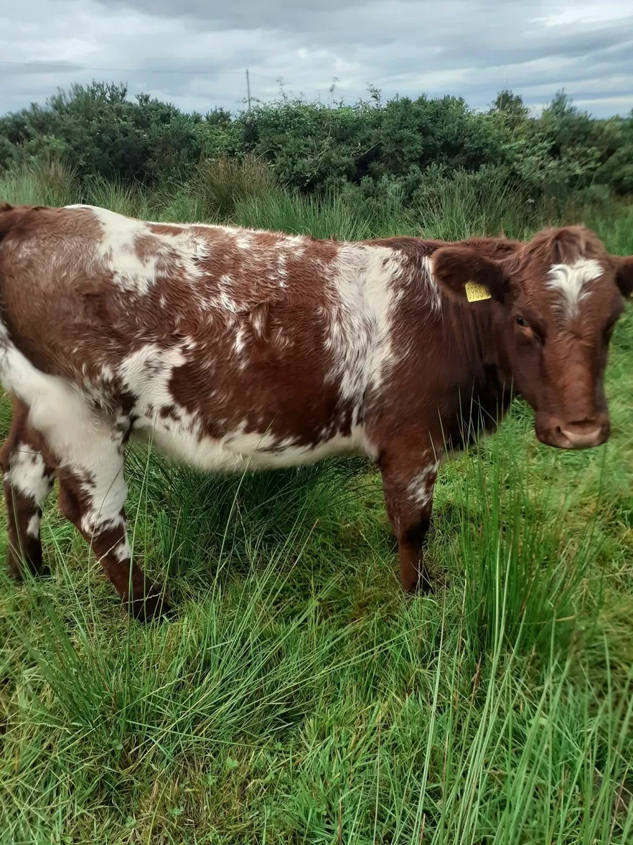 PBNR beef shorthorn - Image 1