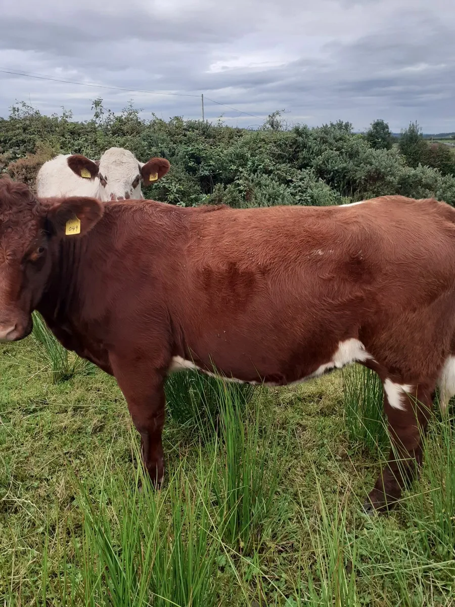 PBNR beef shorthorn - Image 2