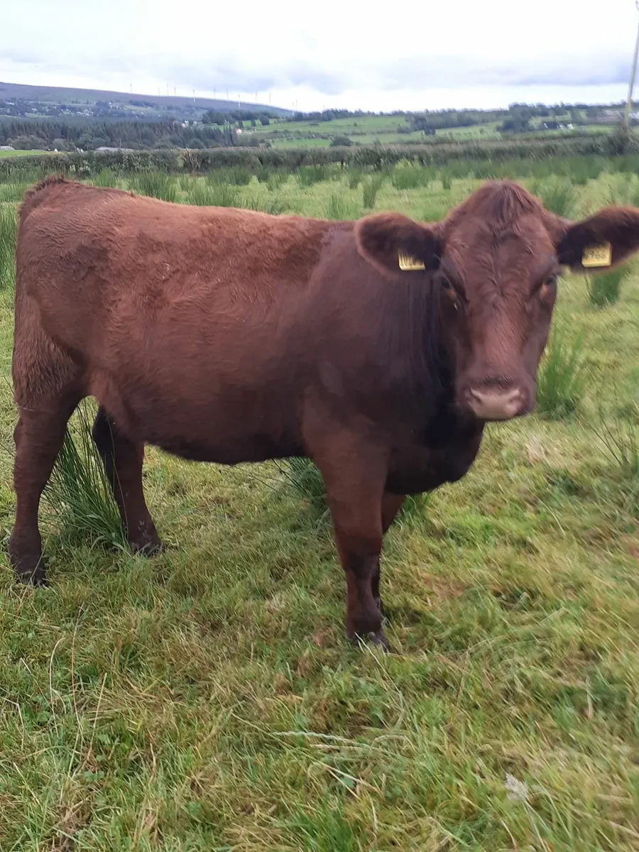 PBNR beef shorthorn - Image 3