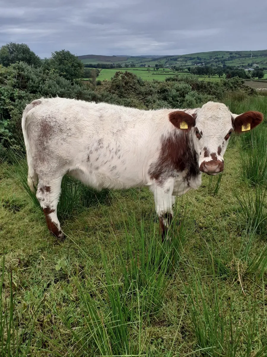 PBNR beef shorthorn - Image 4