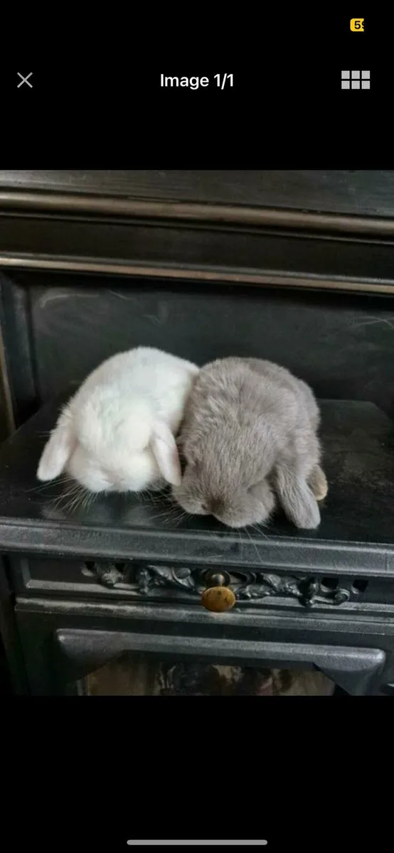 Pure breed Mini lop babies new litter - Image 1