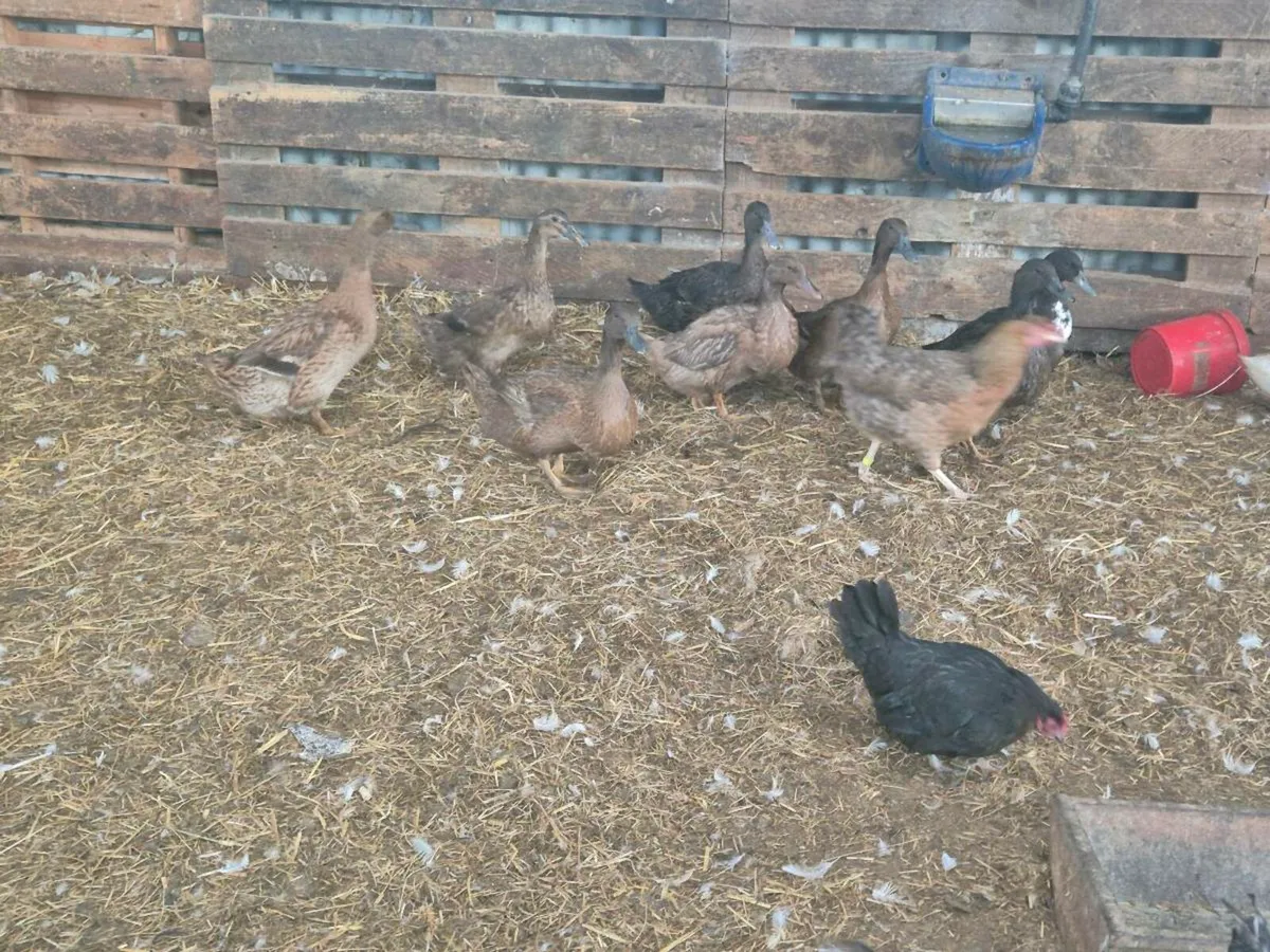 Laying hens ,ducks & pb poultry - Image 1