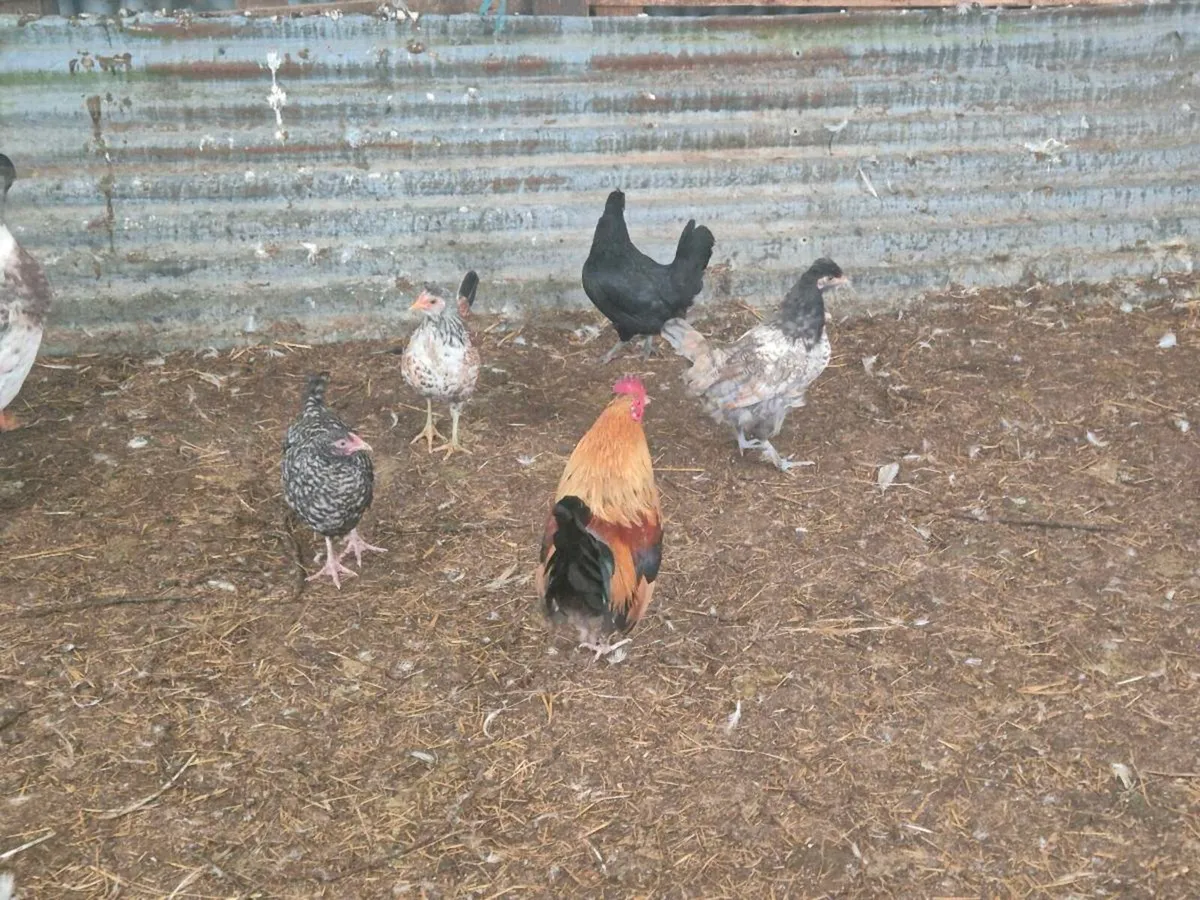 Laying hens ,ducks & pb poultry - Image 2