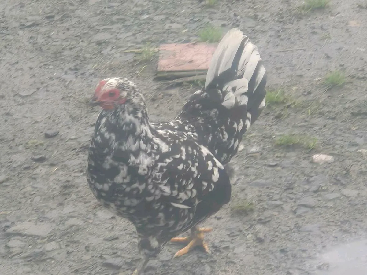 Laying hens ,ducks & pb poultry - Image 3