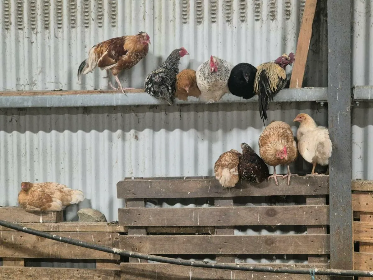 Laying hens ,ducks & pb poultry - Image 4