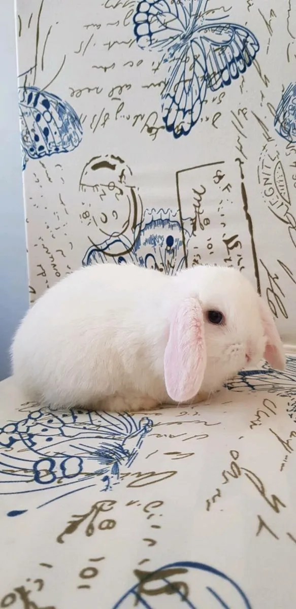 Pure breed Mini lop babies new litter - Image 2