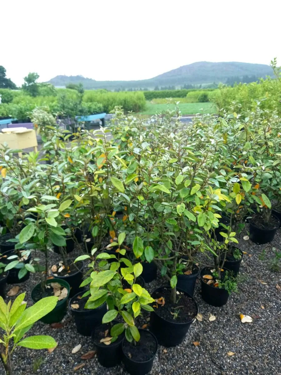 Hedging  plants - Image 2