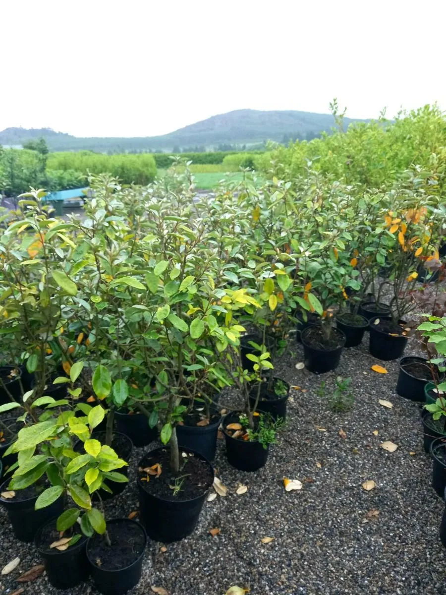 Hedging  plants - Image 3