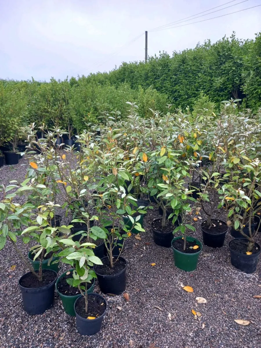 Hedging  plants - Image 4