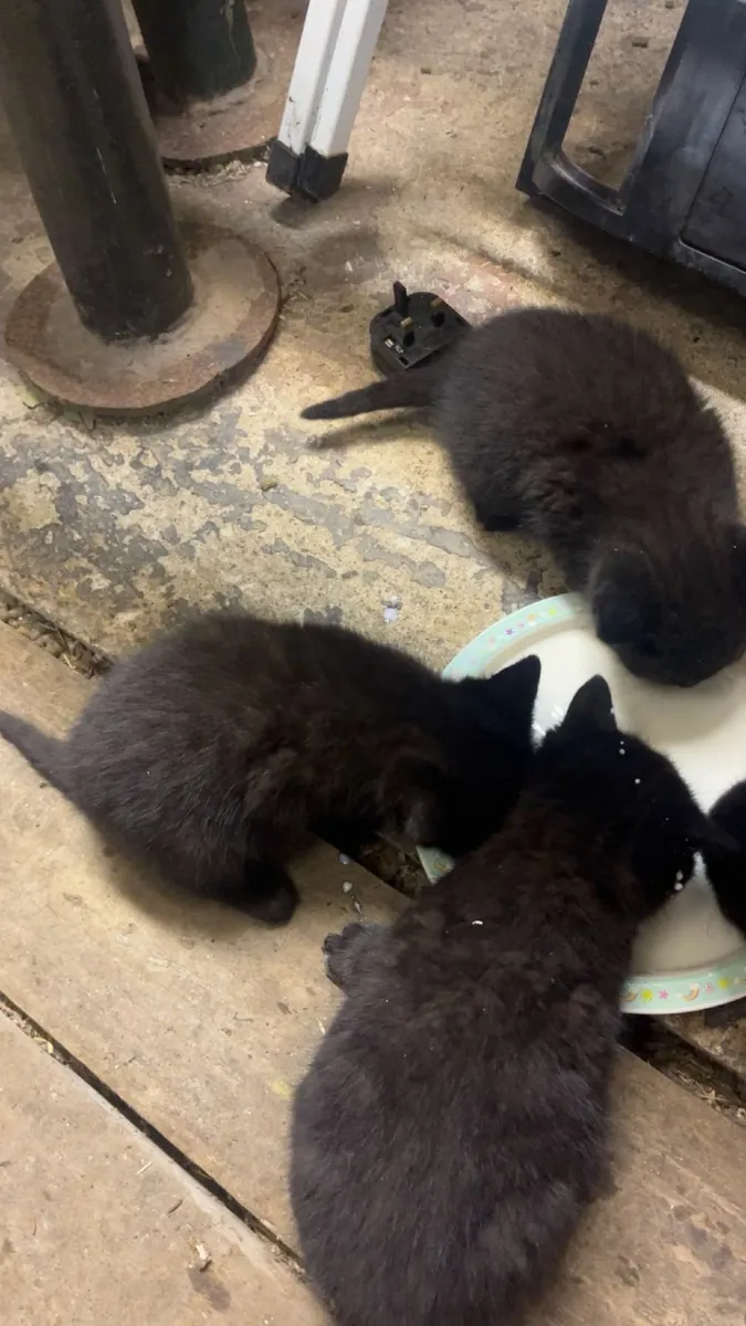 Cats - Image 1