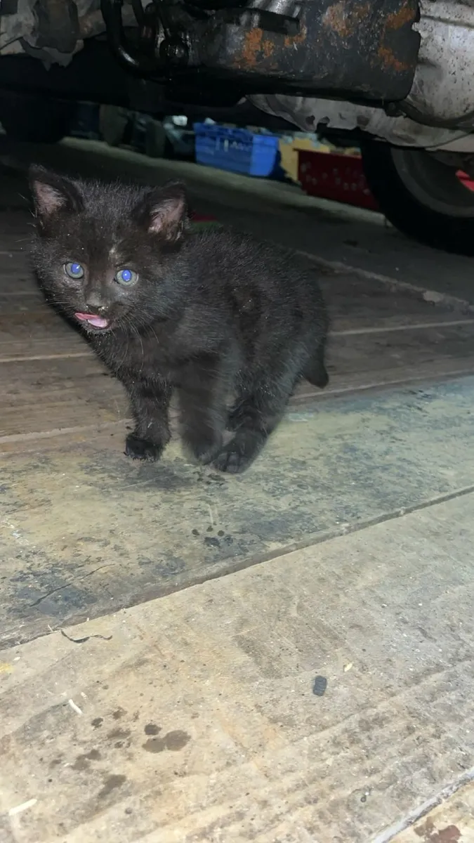 Cats - Image 2
