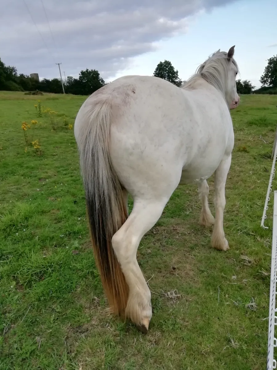 Filly - Image 1