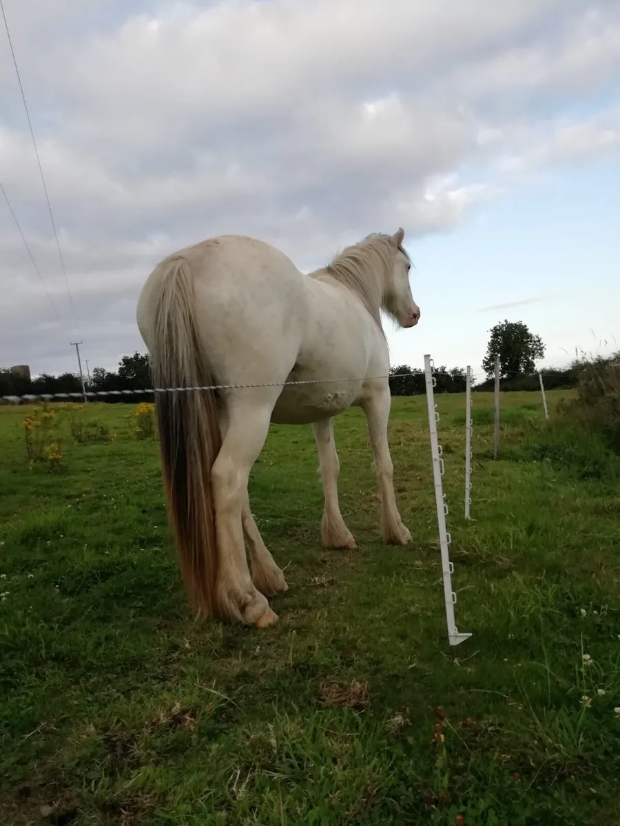 Filly - Image 2