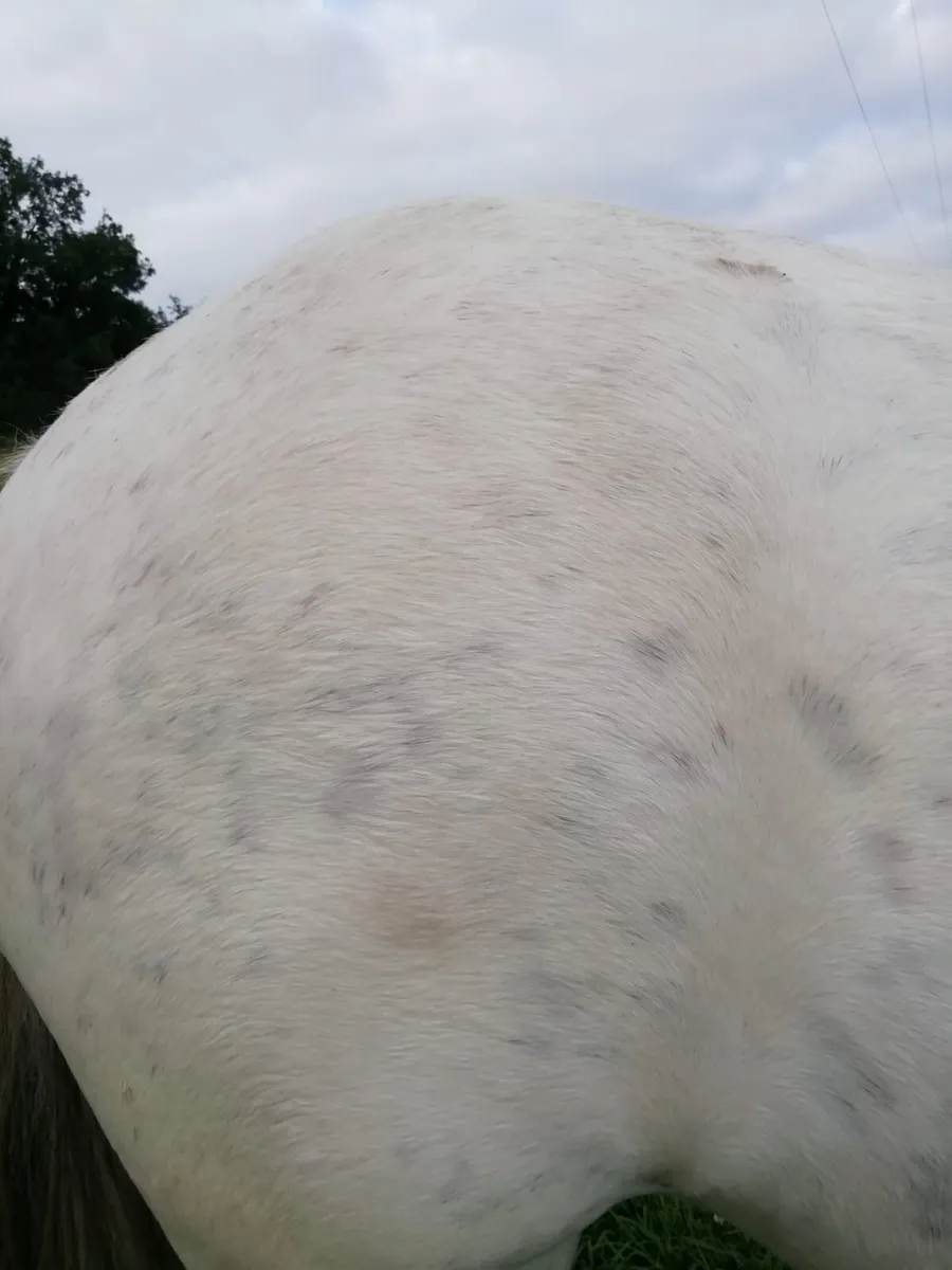 Filly - Image 3