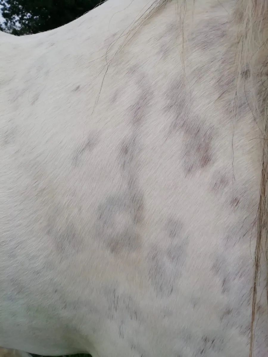 Filly - Image 4